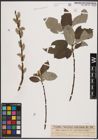 Foto von Salix caprea L.